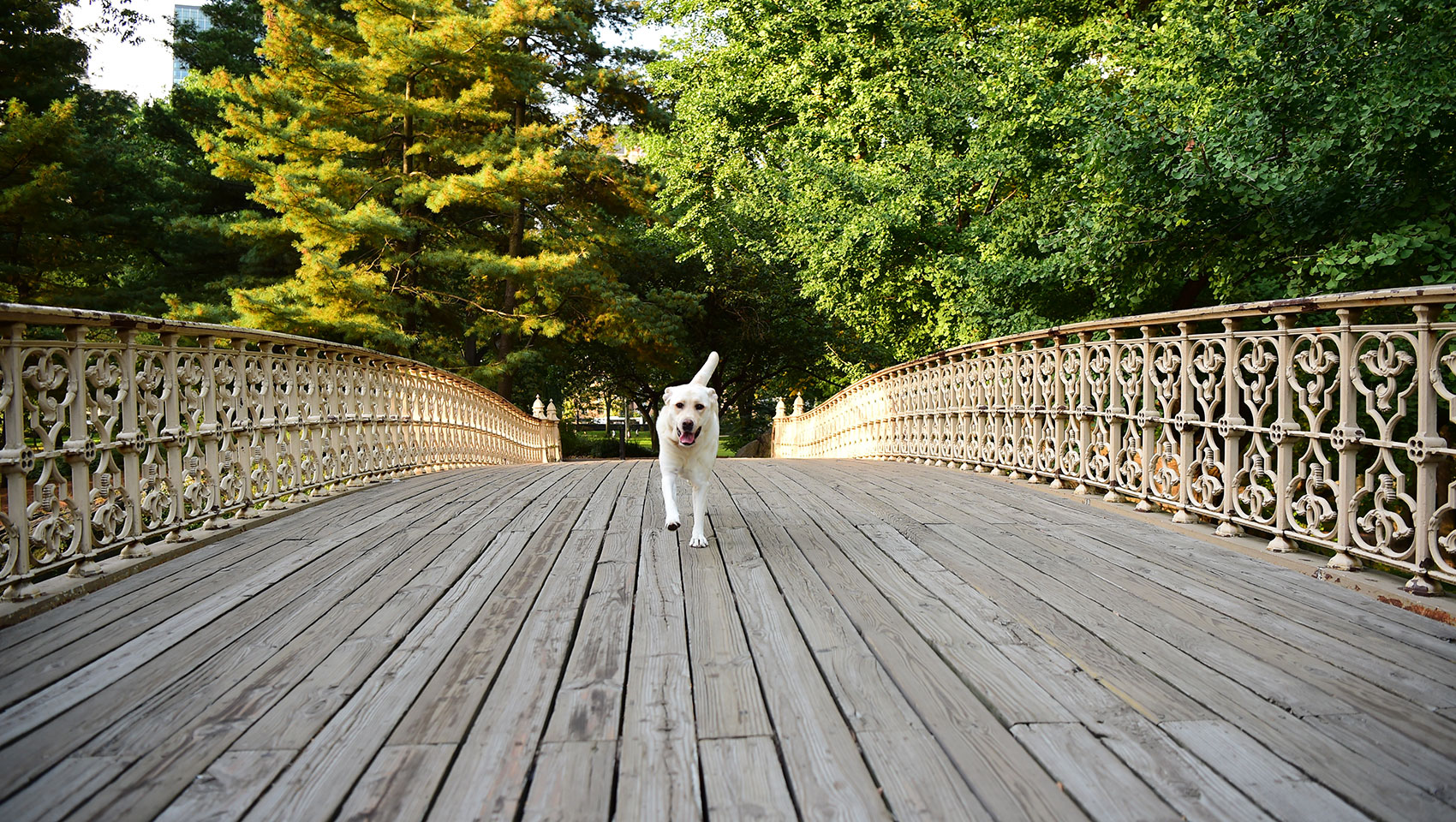 Dog running on bridge toward camera