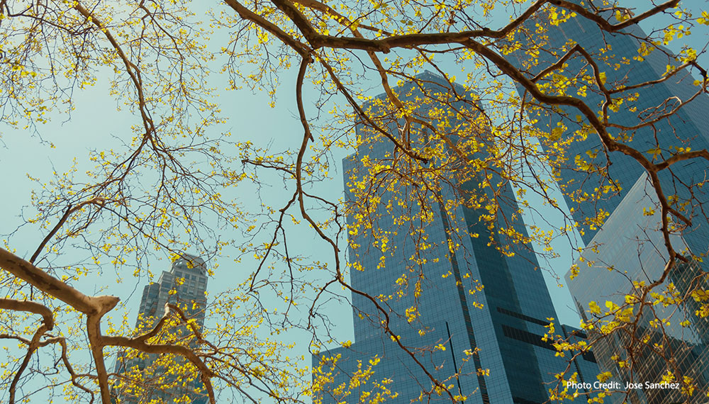 NYC Park